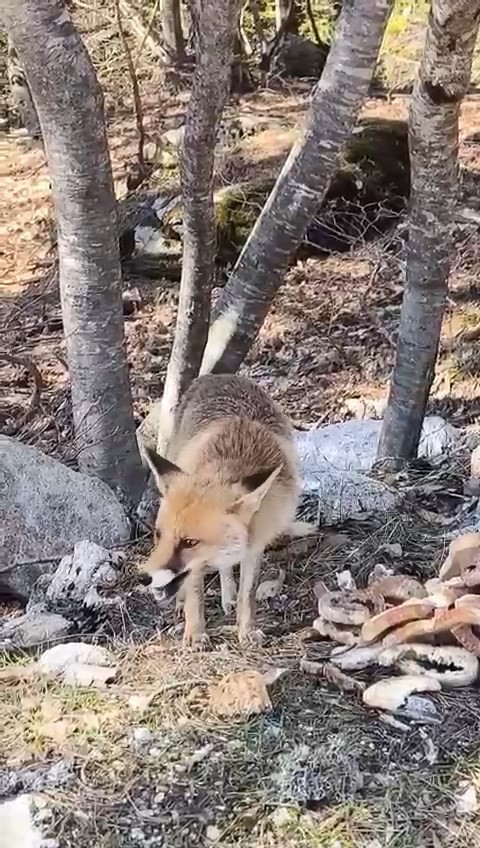 Bursa’da aç kalan tilkiler yiyecek bulmak için piknik alanlarına inerken,