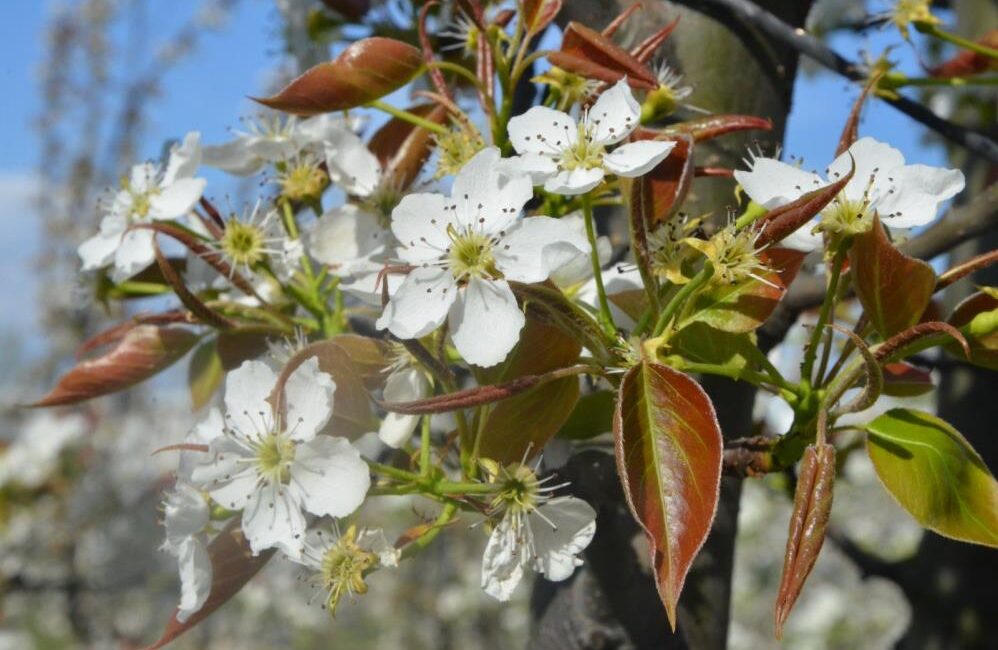 Bursa’nın İnegöl ilçesinde baharın gelişiyle birlikte çiçek açan meyve ağaçları