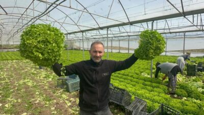 Geçen yıl tarlada tanesi 5 liraya kadar düştüğü için üreticisine