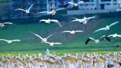 Bursa Boğazköy Barajı, bahar mevsiminin gelmesi ile pelikanlara da ev