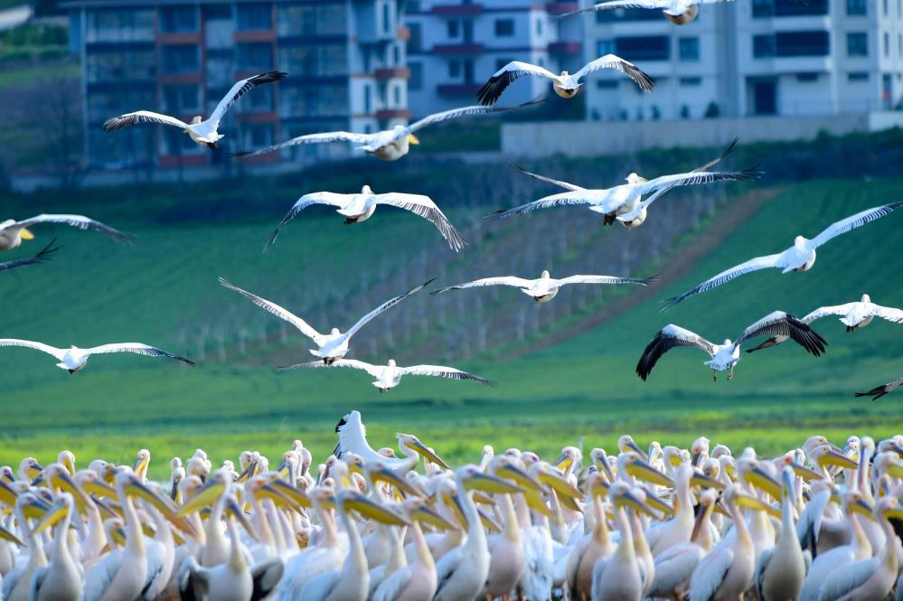 Bursa Boğazköy Barajı, bahar mevsiminin gelmesi ile pelikanlara da ev