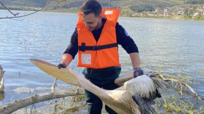Bursa'nın İnegöl ilçesinde barajdaki çalılık alanda mahsur kalan yaralı pelikan,