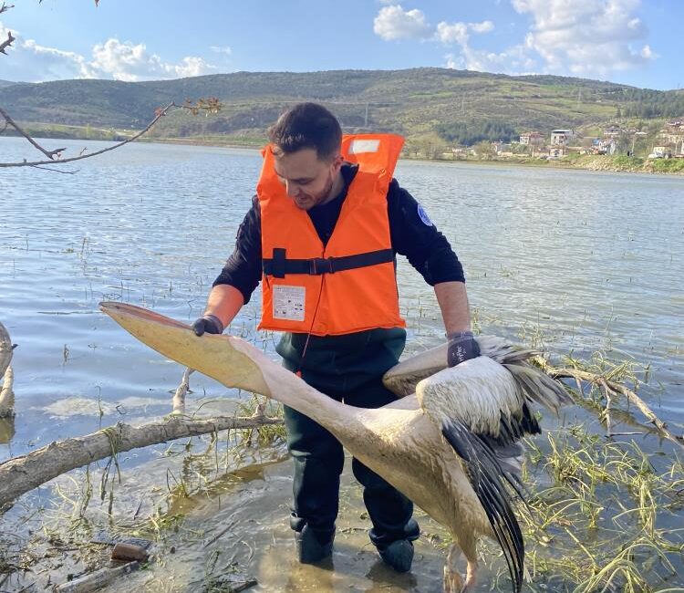 Bursa'nın İnegöl ilçesinde barajdaki çalılık alanda mahsur kalan yaralı pelikan,