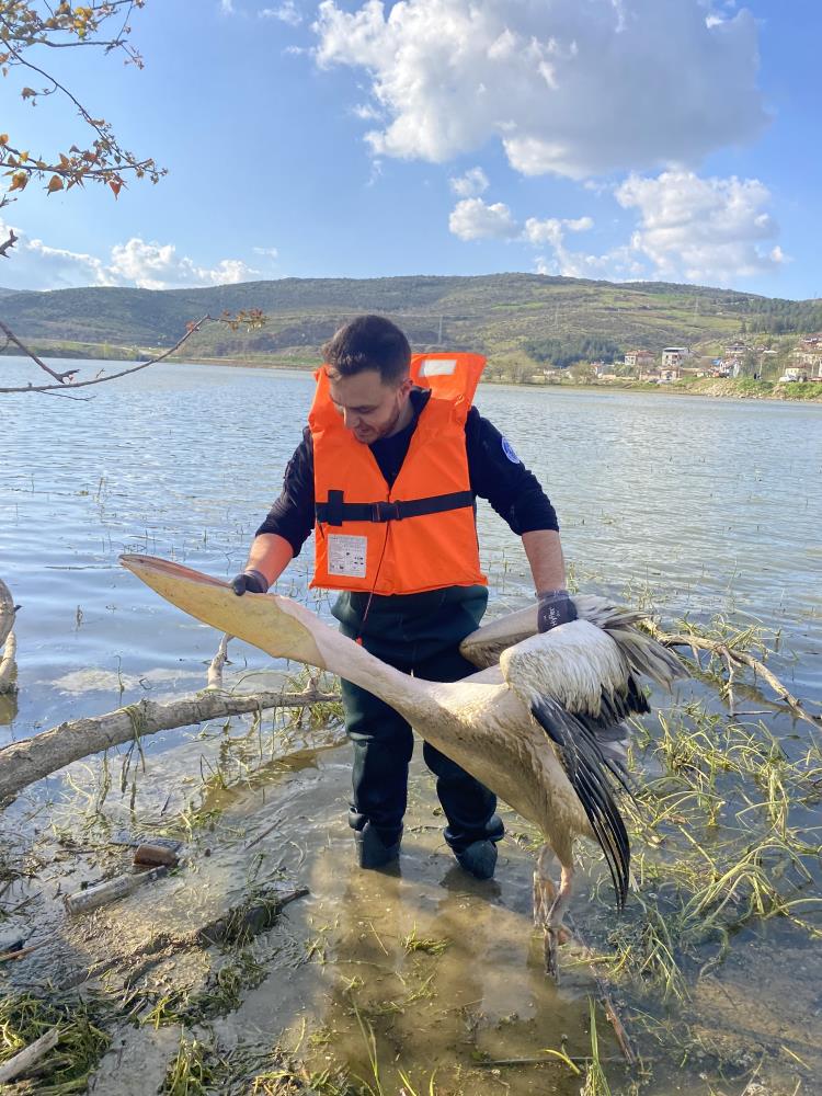 Bursa'nın İnegöl ilçesinde barajdaki çalılık alanda mahsur kalan yaralı pelikan,