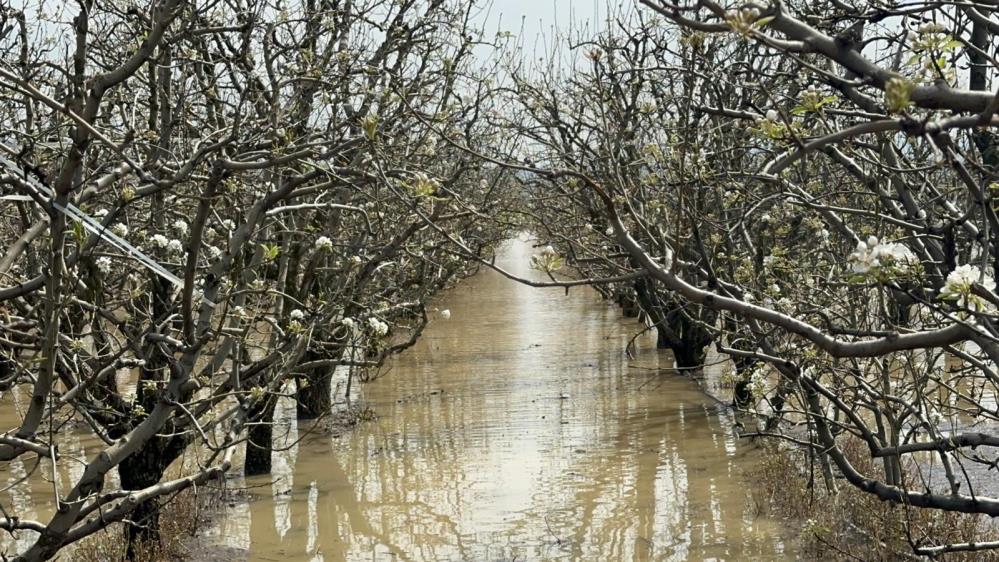 Bursa'nın Gürsu ilçesinde yüzlerce dönüm şeftali ve armut bahçesi su