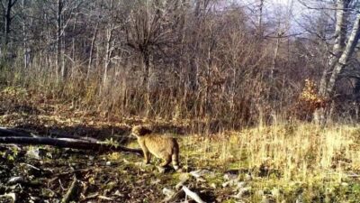 Doğal yaşamı izlemek ve koruma çalışmalarına katkı sağlamak amacıyla ormanlık