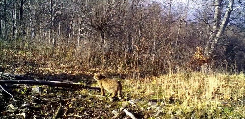 Doğal yaşamı izlemek ve koruma çalışmalarına katkı sağlamak amacıyla ormanlık