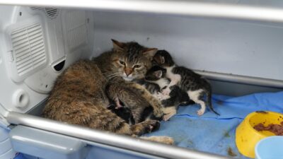 Bursa’da sezaryenle doğum yapan anne kedi, barınağa getirilen 3 yavruyu