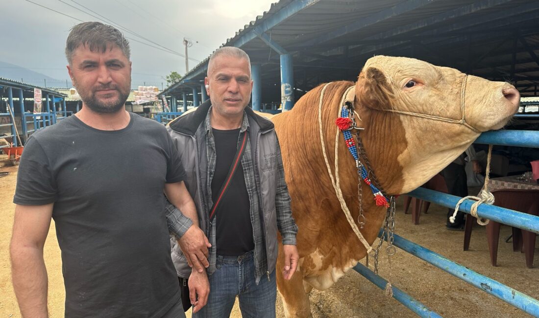 İsabey Kurban Pazarı’nda Kurban Bayramı hareketliliği başladı. Pazarın en dikkat