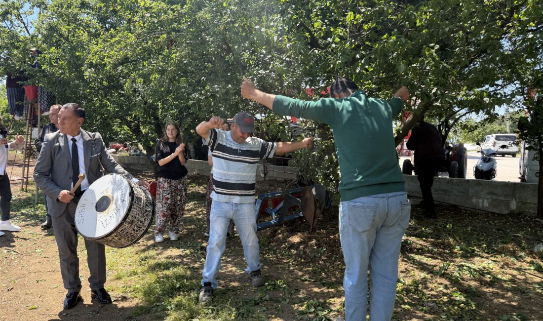 Bursa’nın İznik ilçesinde sezonun ilk erik hasadı, rekoltedeki 4 kat