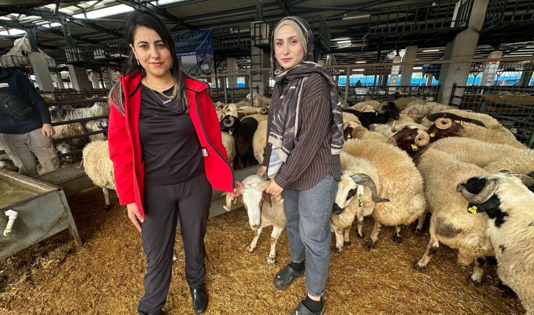 Bursa’daki kurban pazarında küçükbaş hayvan satışı yapan iki genç kadın