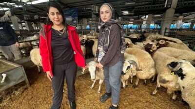 Bursa’daki kurban pazarında küçükbaş hayvan satışı yapan iki genç kadın