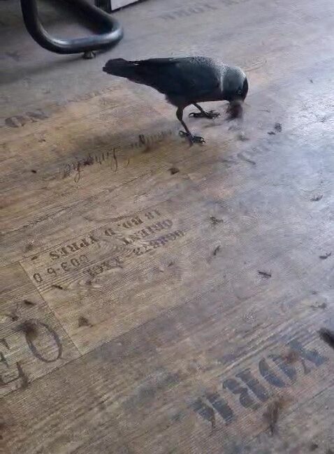 Bursa’da bir erkek kuaförüne her gün gelen “Kahraman” isimli karga,