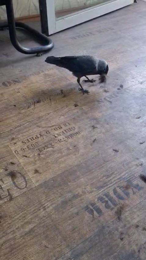 Bursa’da bir erkek kuaförüne her gün gelen “Kahraman” isimli karga,