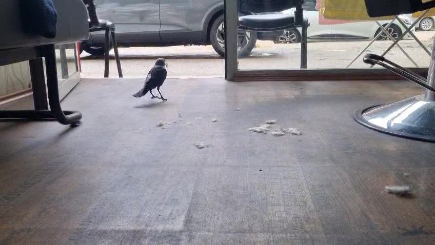 Karganın yeni mesleği 2 Bursam Medya -