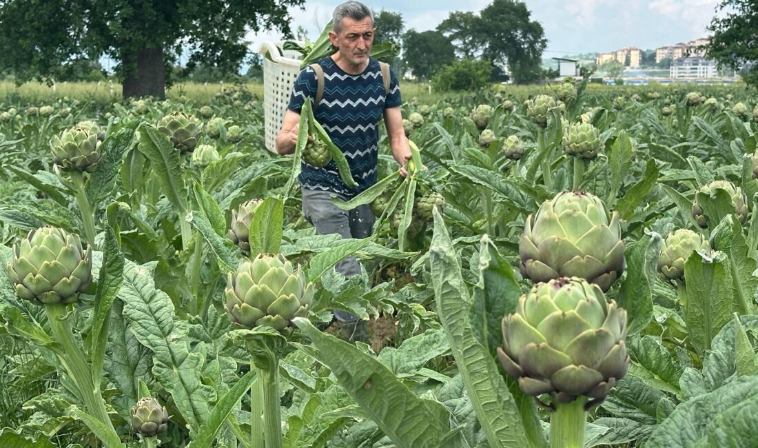 Bursa’nın tescilli Hasanağa enginarında hasat sezonu başladı. Kalitesi ve kılçıksız