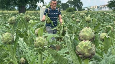 Bursa’nın tescilli Hasanağa enginarında hasat sezonu başladı. Kalitesi ve kılçıksız