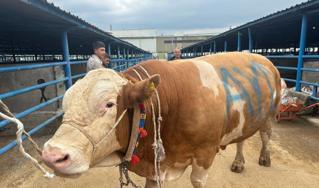 Bursa’daki kurban pazarının en büyük hayvanı olan 1,2 tonluk dev