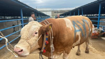 Bursa’daki kurban pazarının en büyük hayvanı olan 1,2 tonluk dev