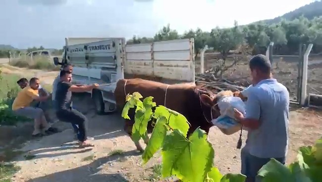 Bursa’nın Mudanya ilçesinde kamyonetten indirilen kurbanlık boğa kontrolden çıktı. Boğayı