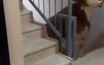 Bursa'da bir kişinin çatıda kesmek istediği büyükbaş kurbanlığı merdivenlerden 6'ıncı